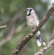 Blue Jay