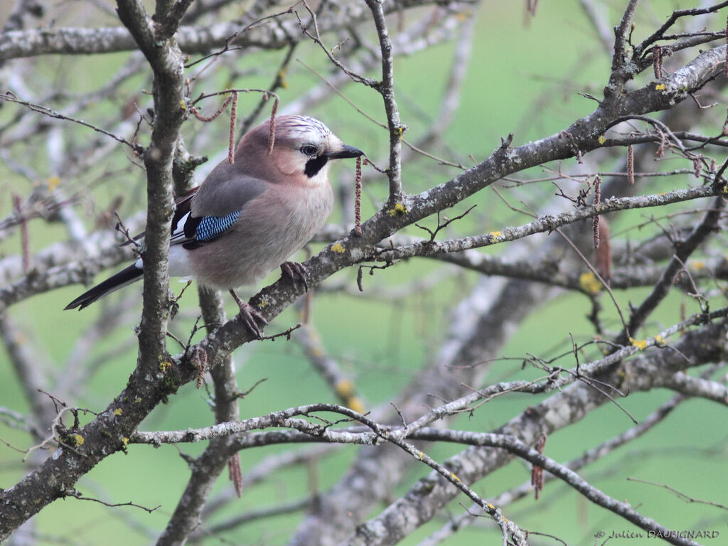 Eurasian Jay, identification