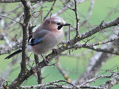 Eurasian Jay