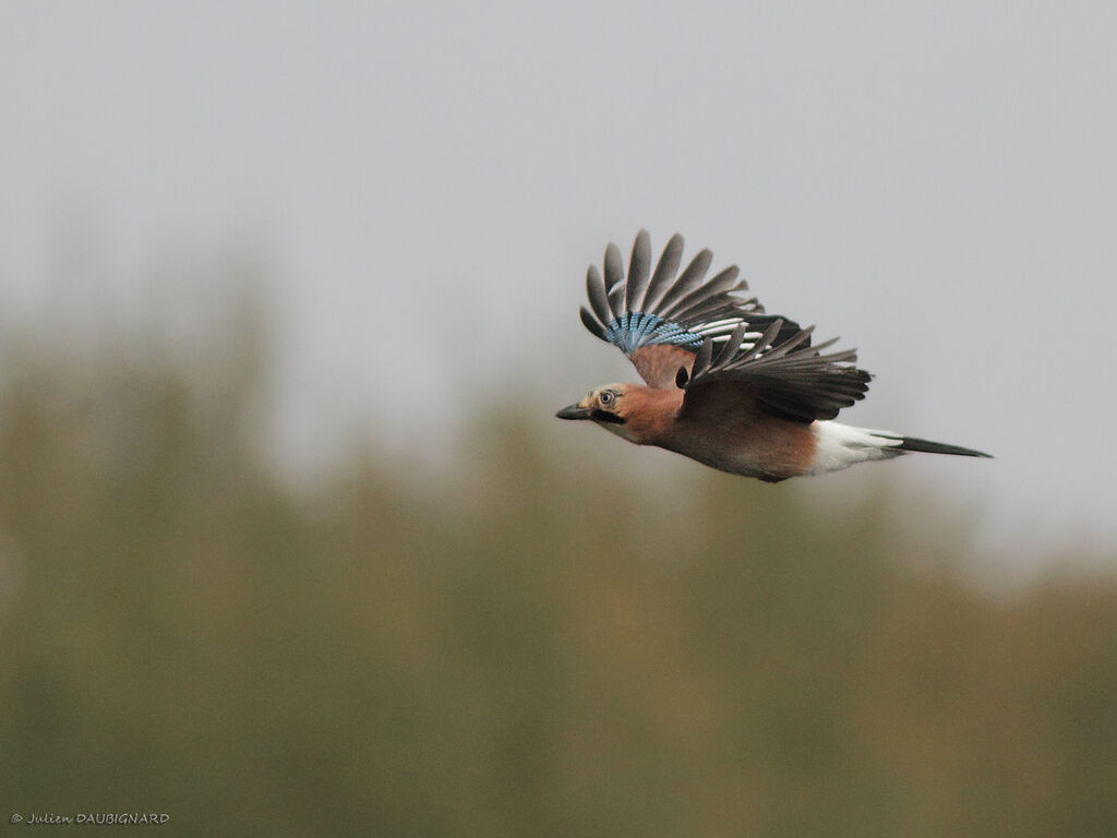 Eurasian Jay, Flight