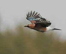 Eurasian Jay