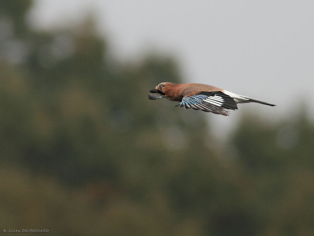 Eurasian Jay, Flight