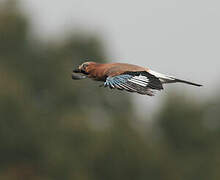 Eurasian Jay