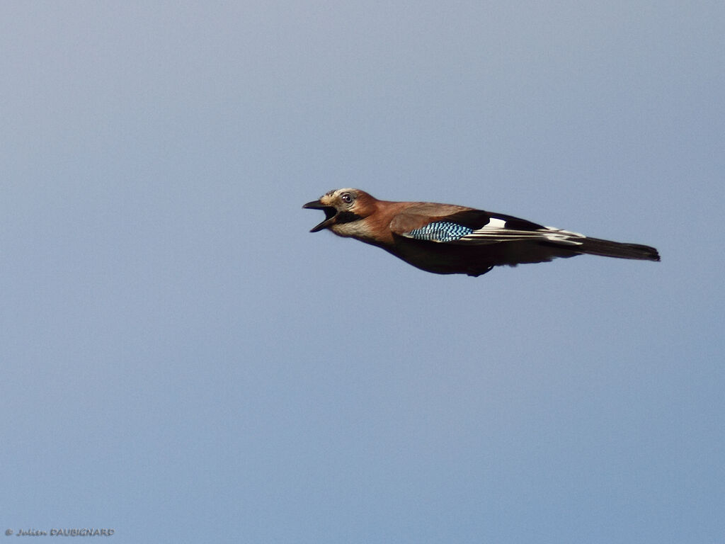 Eurasian Jay, Flight