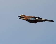 Eurasian Jay