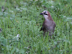 Eurasian Jay