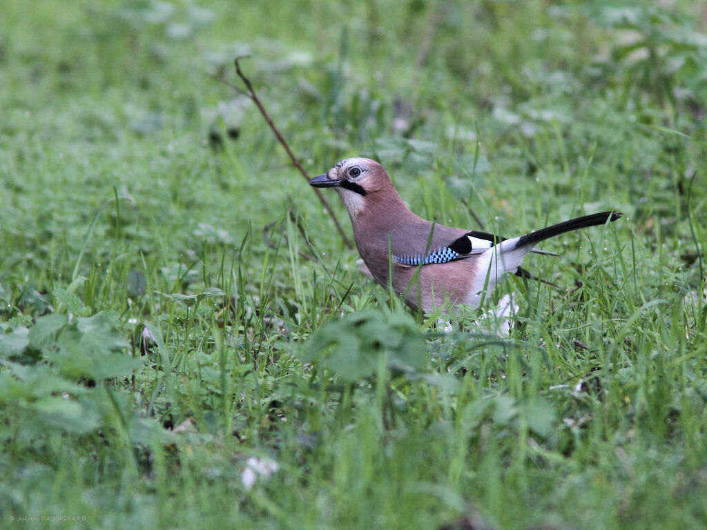 Geai des chênes, identification