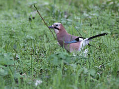 Eurasian Jay