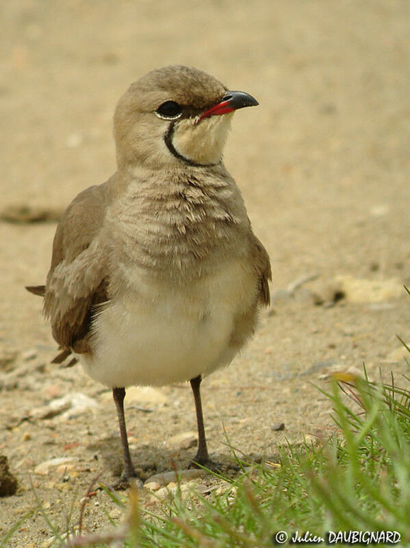 Collared Pratincole