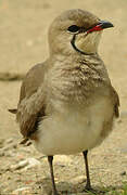 Collared Pratincole