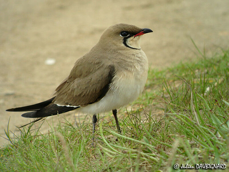 Collared Pratincole