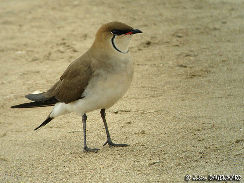 Collared Pratincole