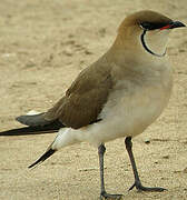 Collared Pratincole