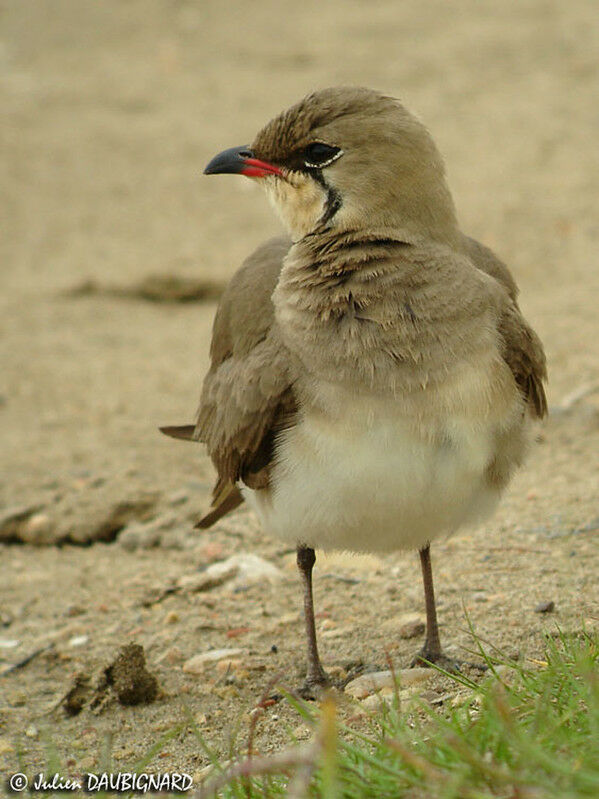 Collared Pratincole