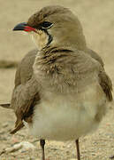 Collared Pratincole