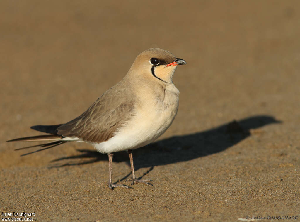 Collared Pratincoleadult, identification