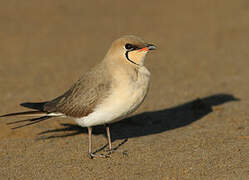 Collared Pratincole