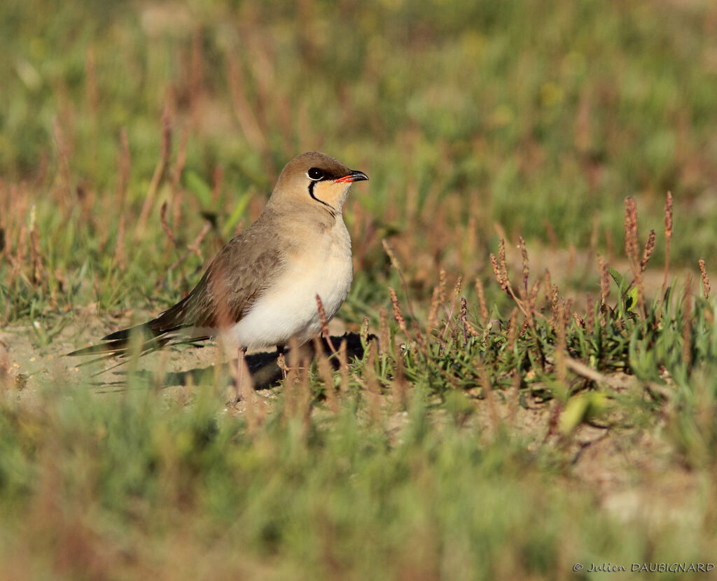 Collared Pratincoleadult, identification