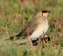 Collared Pratincole