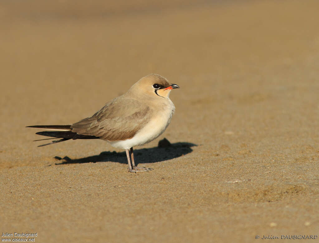 Glaréole à collier, identification