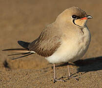 Collared Pratincole