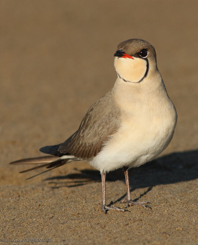 Collared Pratincoleadult, identification