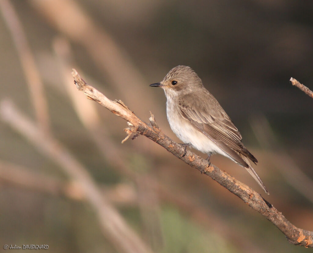 Spotted Flycatcher, identification