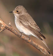 Spotted Flycatcher