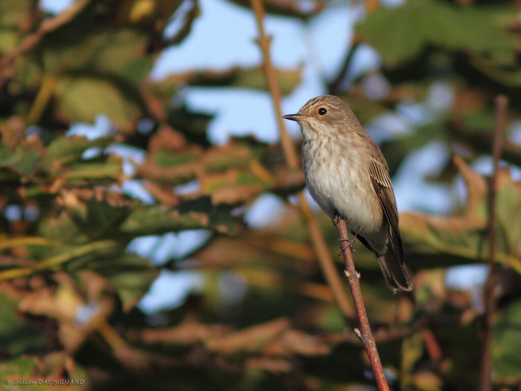 Spotted Flycatcher, identification