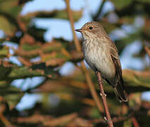 Spotted Flycatcher