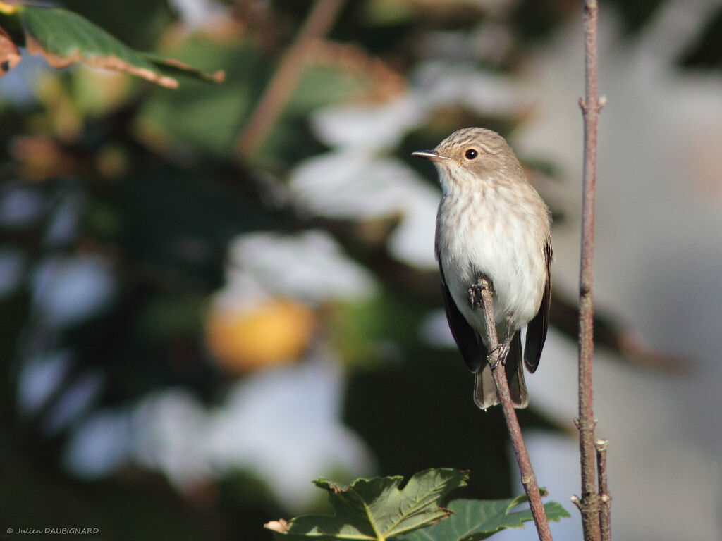 Spotted Flycatcher, identification