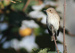 Spotted Flycatcher