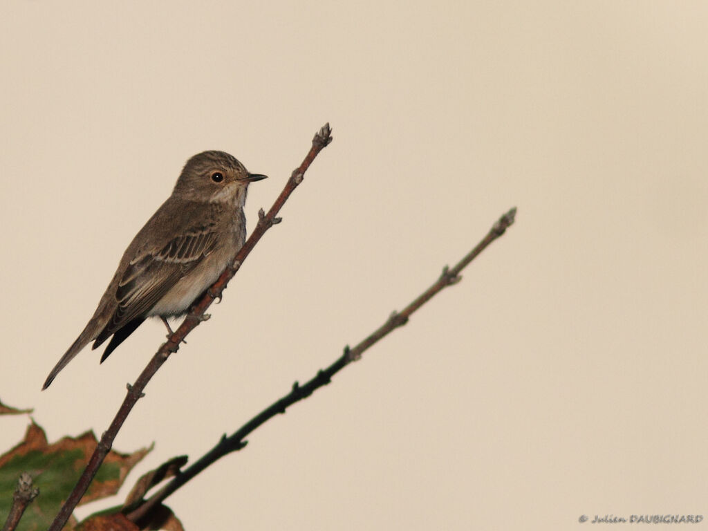 Spotted Flycatcher, identification