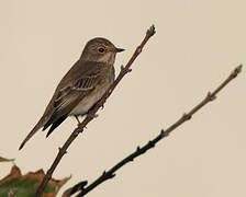 Spotted Flycatcher