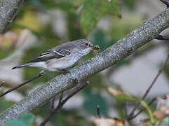 Spotted Flycatcher