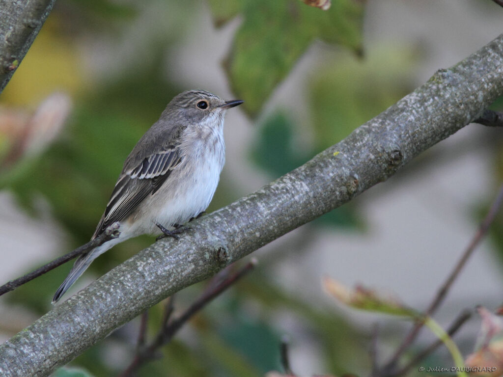 Gobemouche gris, identification