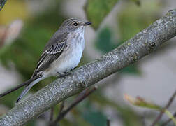 Spotted Flycatcher