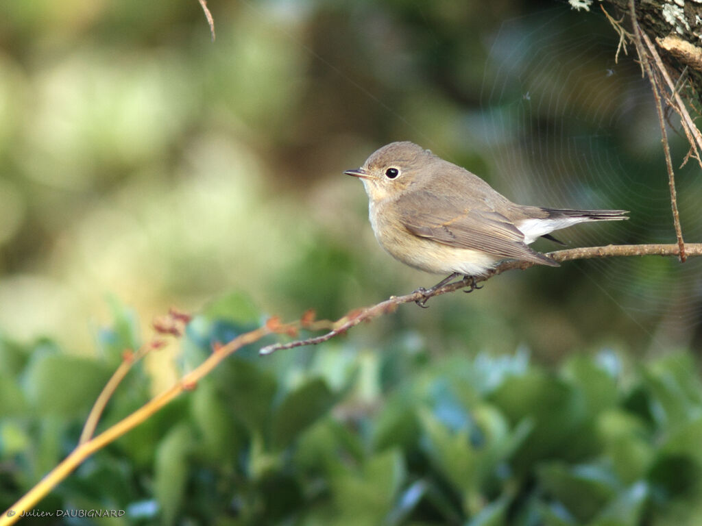 Red-breasted Flycatcher, identification