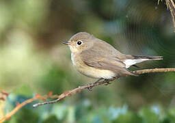 Red-breasted Flycatcher