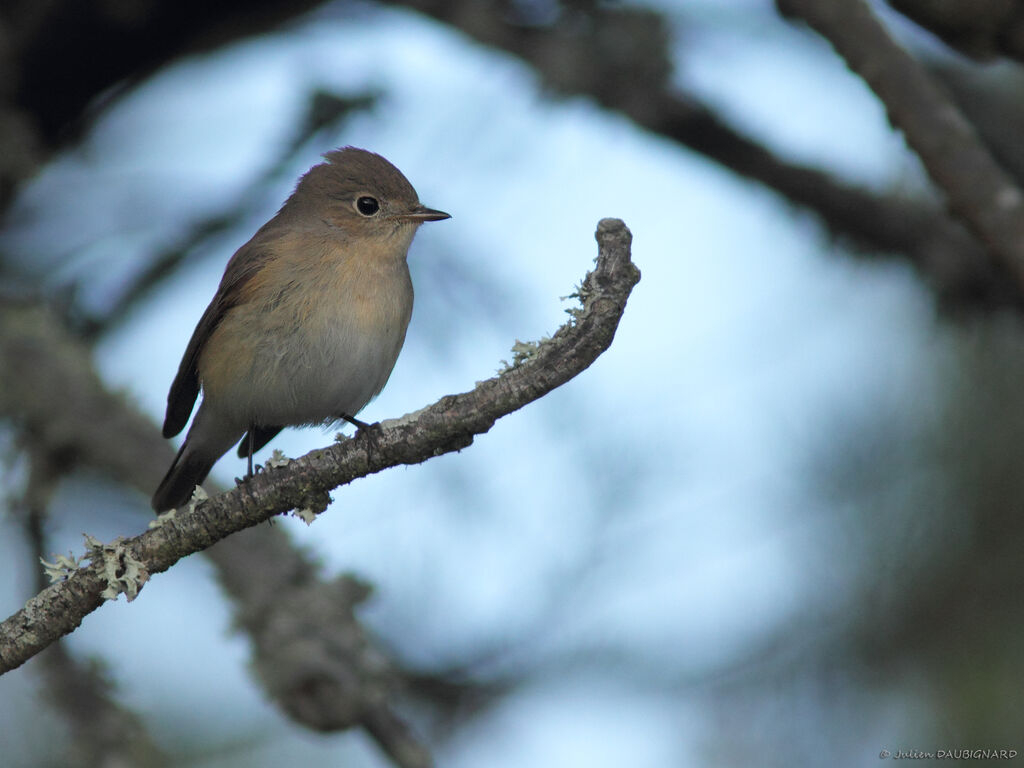 Red-breasted Flycatcher, identification