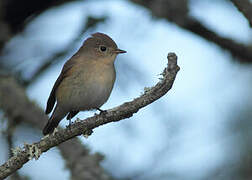 Red-breasted Flycatcher