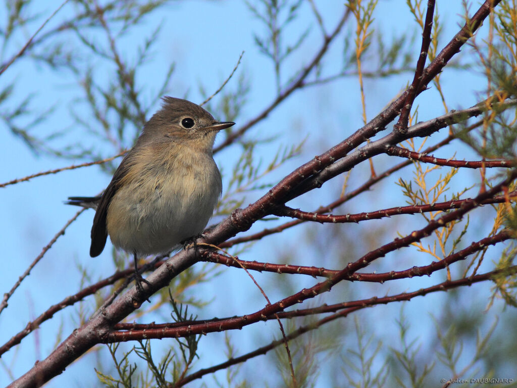 Red-breasted Flycatcher, identification