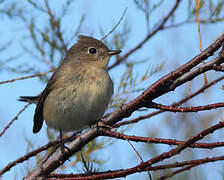 Red-breasted Flycatcher