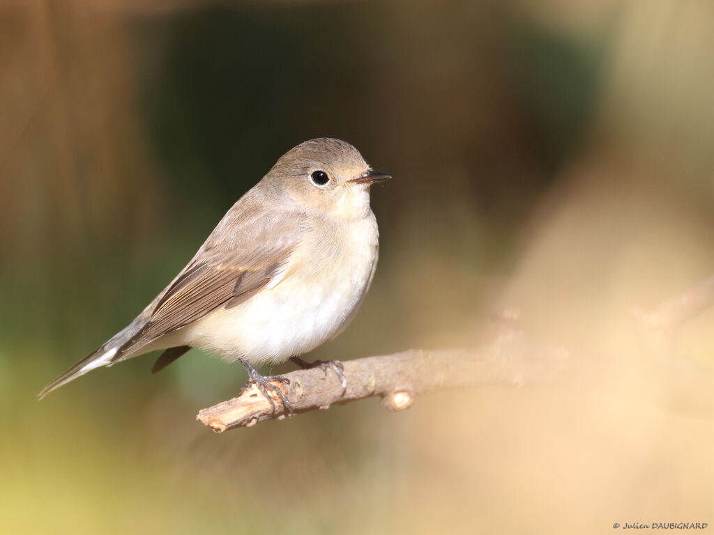 Red-breasted Flycatcher, identification