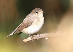 Red-breasted Flycatcher