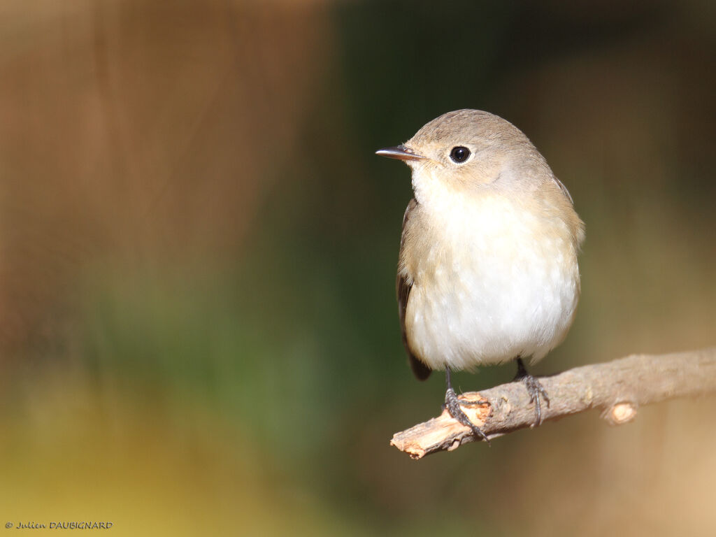 Red-breasted Flycatcher, identification