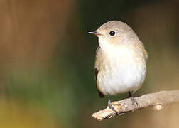 Red-breasted Flycatcher