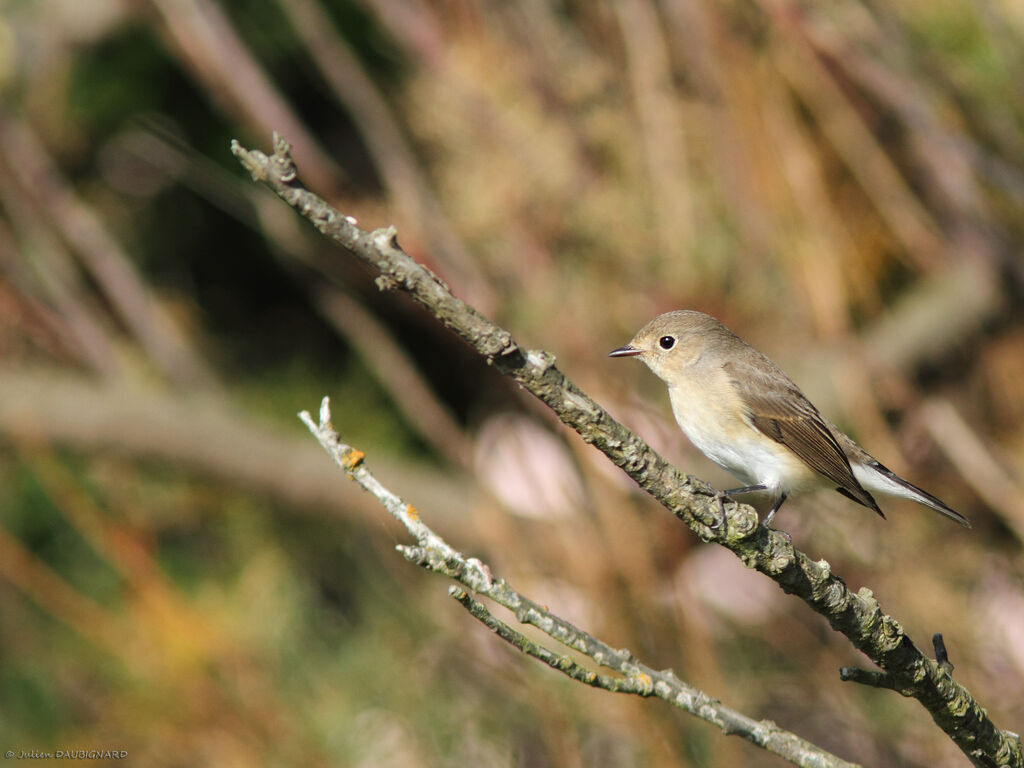 Red-breasted Flycatcher, identification