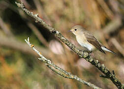 Red-breasted Flycatcher