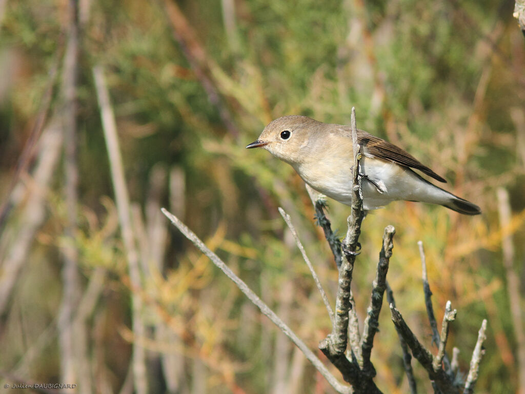 Red-breasted Flycatcher, identification